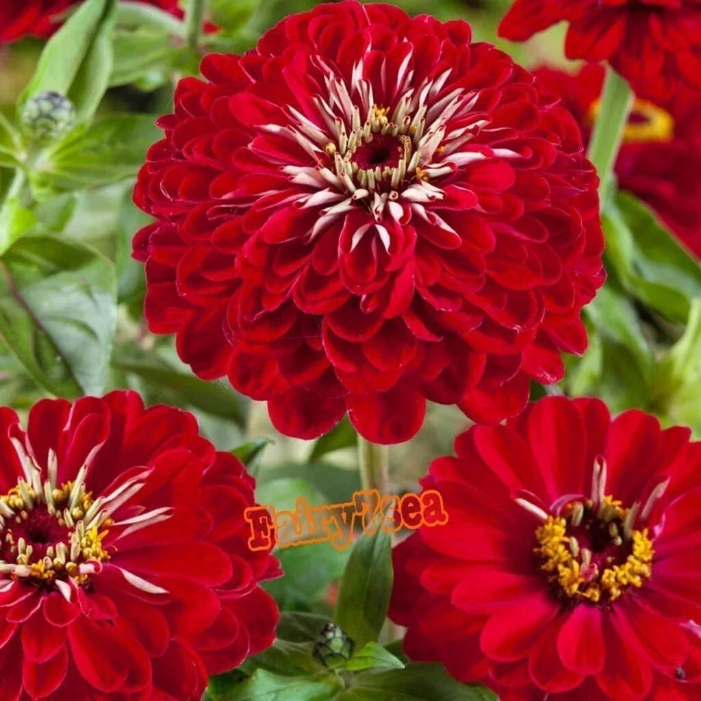 Zinnia Seeds - Packet of Seeds - Dahlia Flowered Meteor Red - Zinnia elegans - Vibrant Annual Flower for Garden & Containers