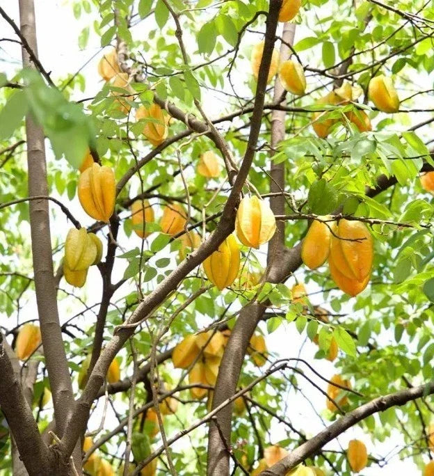 Starfruit Tree Cuttings 6-8 Inches Averrhoa carambola Propagation Planting Material