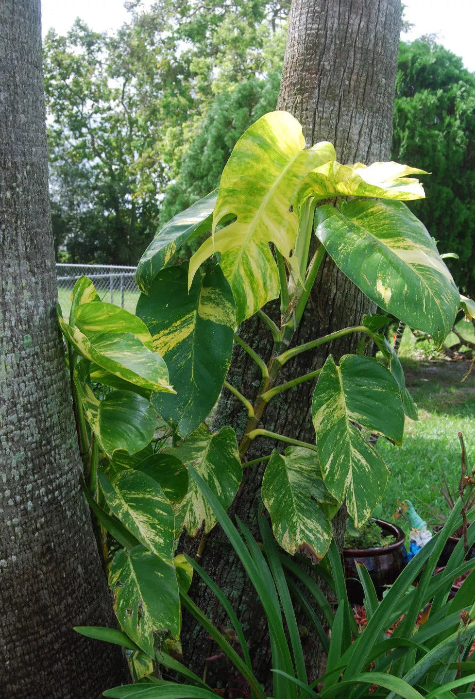 Golden Queen Pothos Vine Plant - Jumbo Size Indoor Houseplant - Epipremnum aureum - Easy Care Greenery