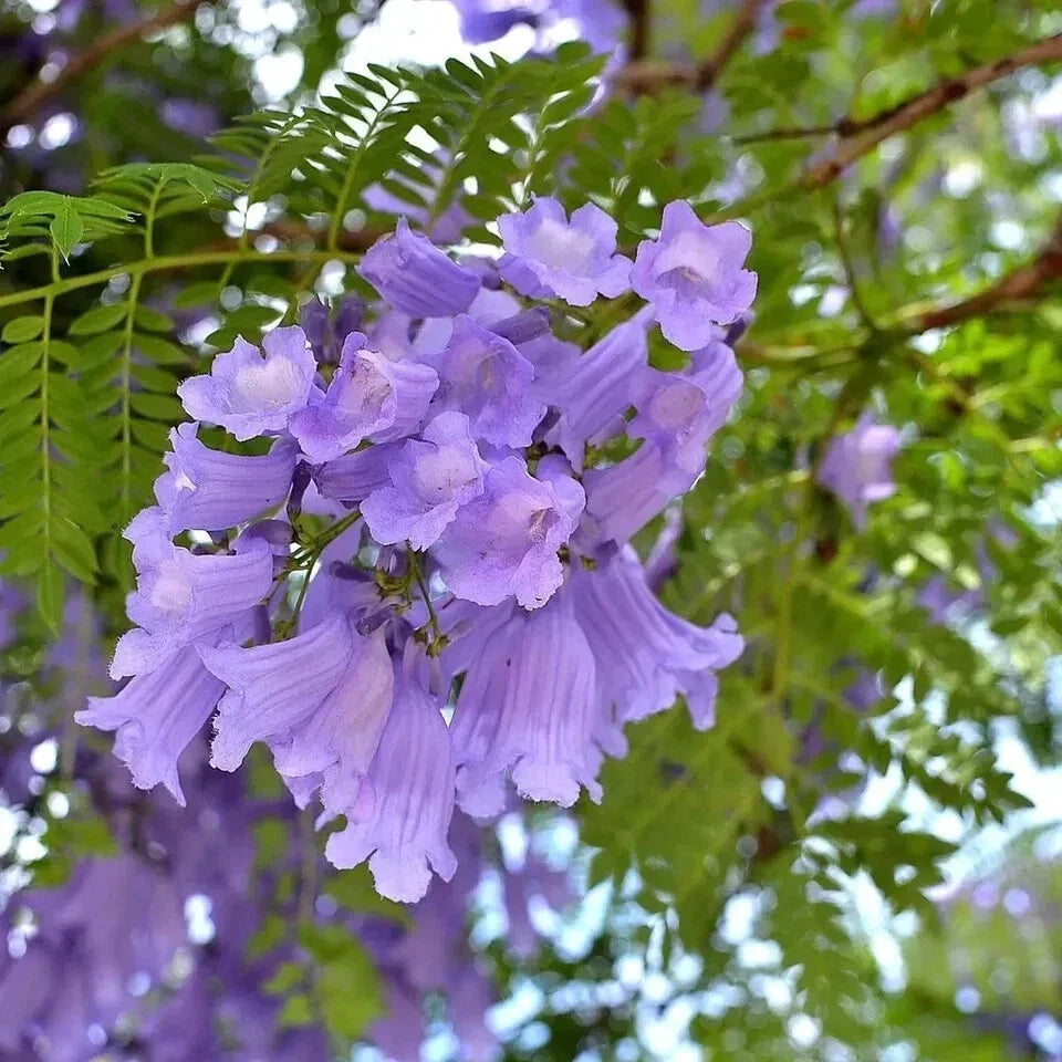 Jacaranda Seeds 50 Count Mimosifolia Purple Flowering Tree for Garden, Landscape & Pollinator Attraction