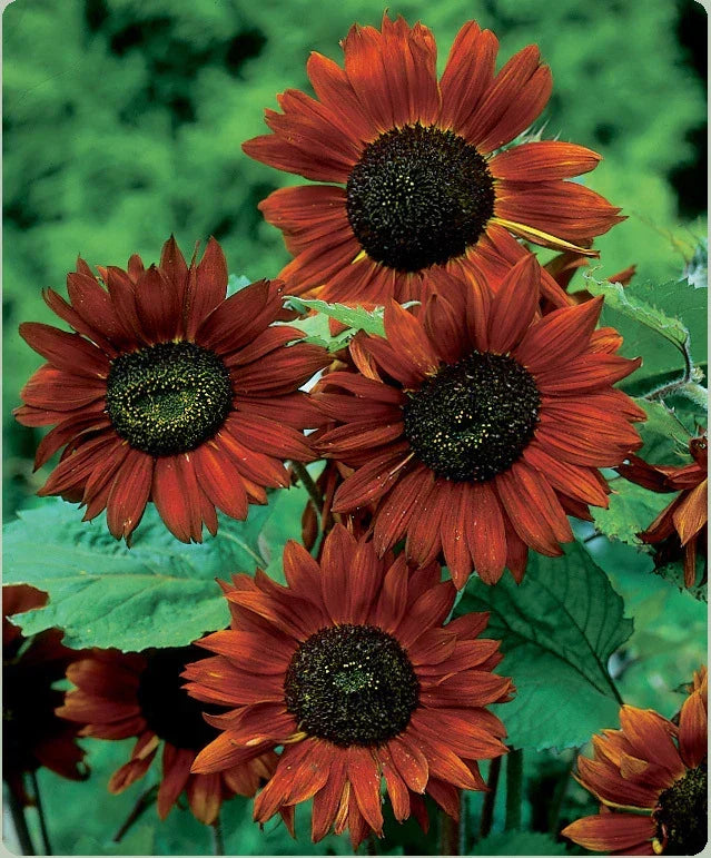 Velvet Queen Sunflower Seeds - 6ft Tall Deep Burgundy Cut Flowers - Helianthus annuus
