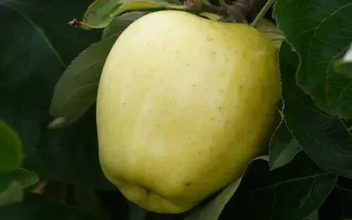 Yellow Transparent Apple Seeds - 25+ Pack for Garden Planting - Malus domestica