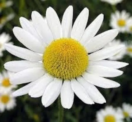 Roman Chamomile Seeds - Organic Herbal Tea Plant Anthemis nobilis, Perennial, 100 Seeds