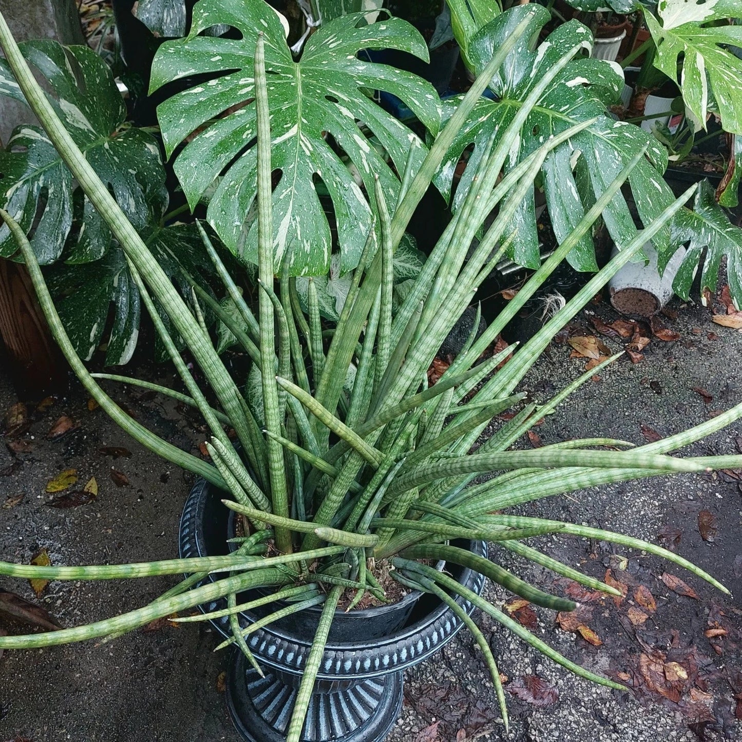 Snake Plant Cylindrica - Rooted Live Plant - Sansevieria - African Spear - Large Indoor Houseplant