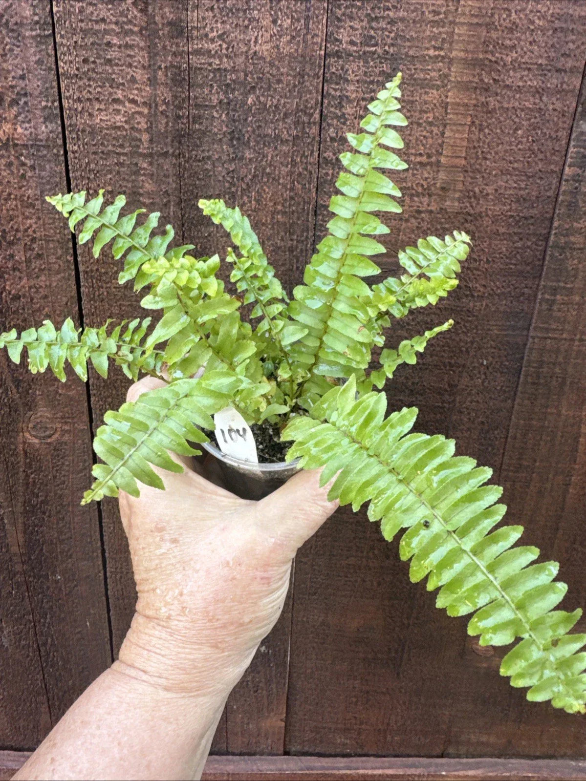 Boston Sword Fern Live Plant Bare Root – Nephrolepis exaltata, Lush Green Foliage, Indoor & Outdoor, Easy Care