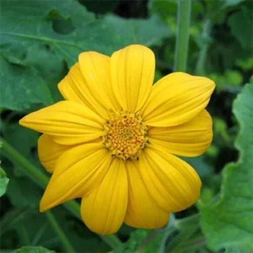 Mexican Sunflower Cuttings 8 Inches Tithonia Diversifolia Tropical Plant - 25 Pack for Garden, Borders, Pollinator Attraction