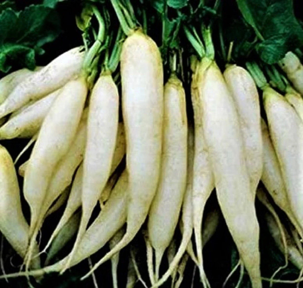 White Icicle Radish Seeds – Non-GMO, Fast-Growing, Crisp Flavor, Raphanus sativus, 200+ Seeds, Ideal for Gardens & Containers