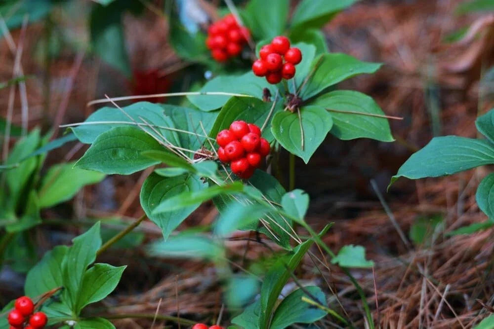 Bunchberry Bush Seeds - 30 Cornus Canadensis Seeds for Planting