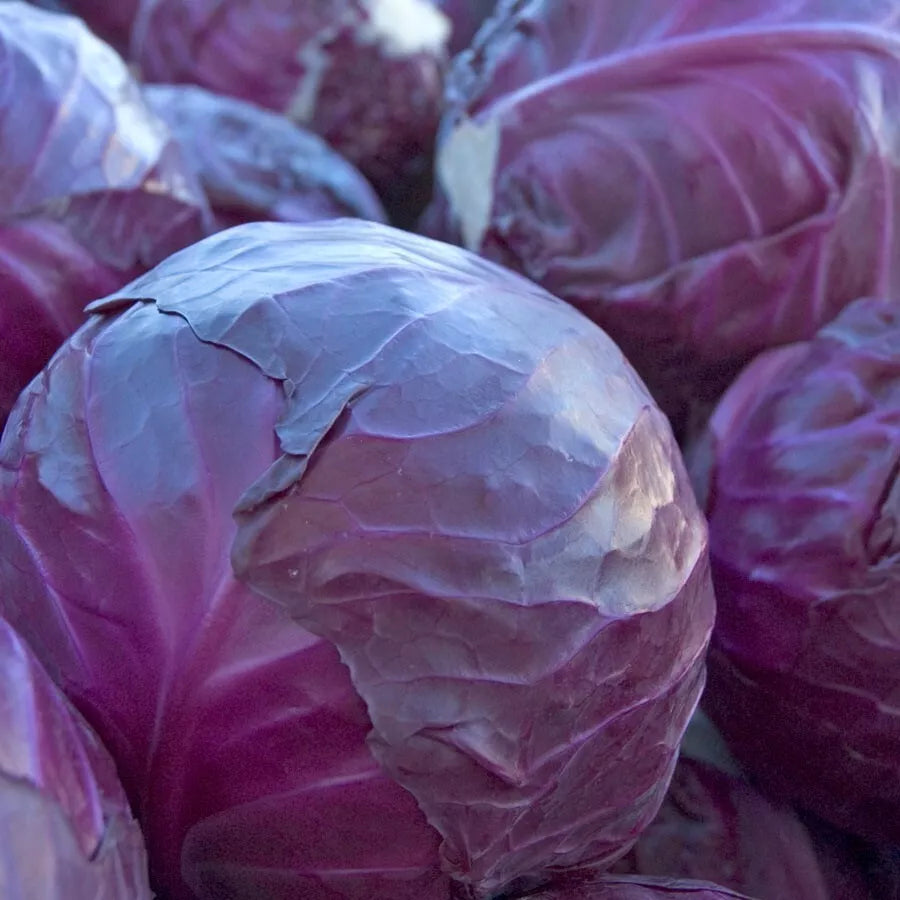 Red Acre Cabbage Seeds - Heirloom Brassica oleracea var. capitata - NON-GMO, 400+ Seeds for Home Gardening