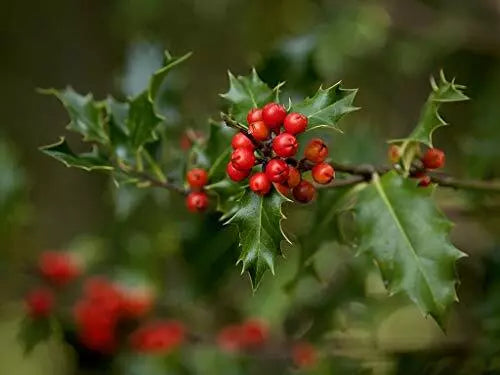 English Holly Seeds 10 Count - Ilex aquifolium Heirloom Open Pollinated