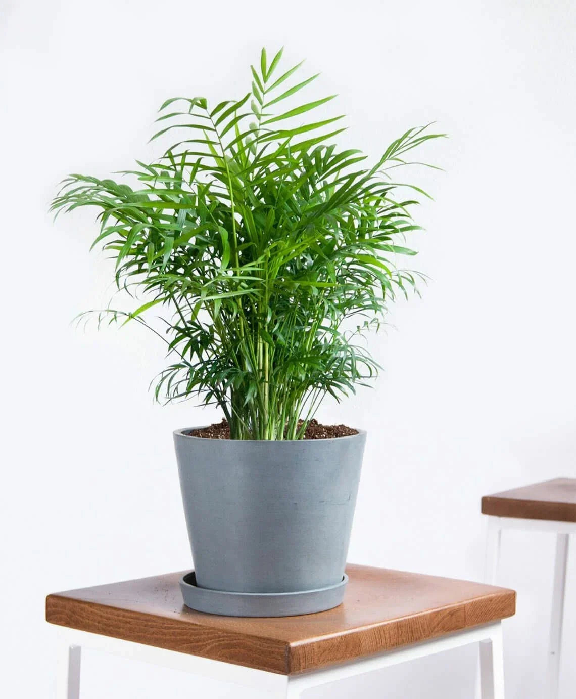 Parlor Palm Seeds 15 Pack, Chamaedorea elegans Indoor House Plant, Easy to Grow, Low Maintenance, Free Shipping