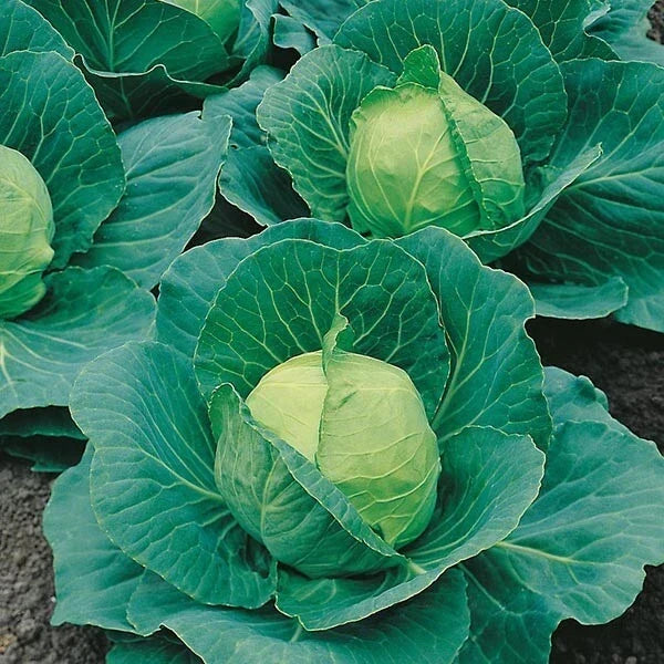 Cabbage Seeds - 500+ Heirloom Golden Acre Brassica oleracea - Non-GMO, Compact, Upright Heads, Fresh Seed Pack