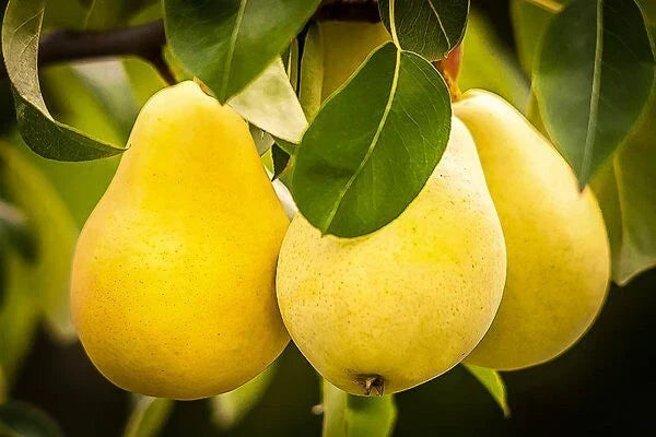 Kieffer Pear Tree Seeds 5+1 Free - Hardy, Juicy, Sweet Fruit, Self-Pollinating, Disease-Resistant