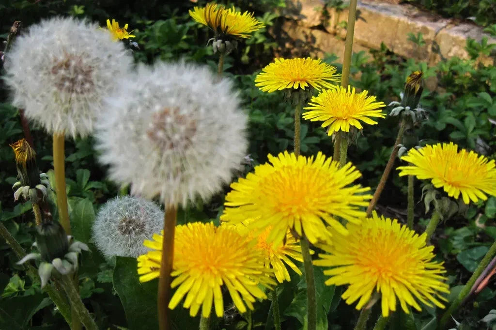 Dandelion Seeds 100+ Organic Taraxacum officinale USA Grown Harvested 05/2025