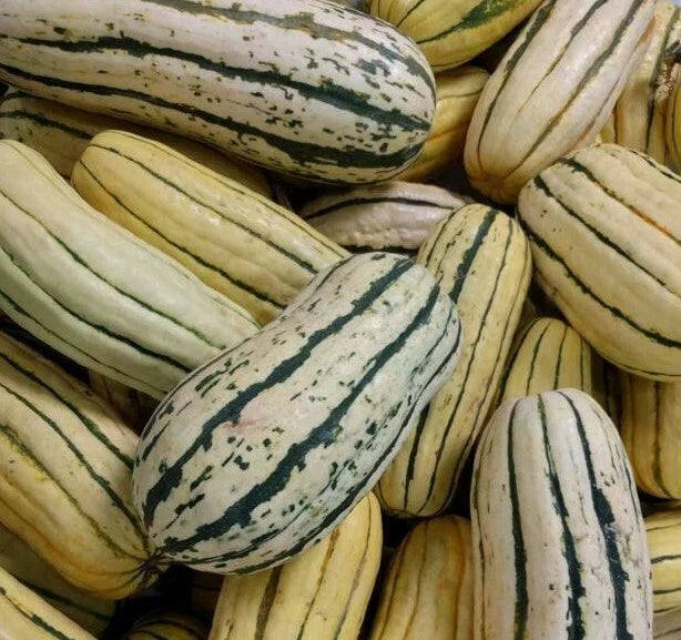 Delicata Squash Seeds - 20+ Winter Heirloom Cucurbita pepo Vining Plant for Garden, Roasting & Cooking