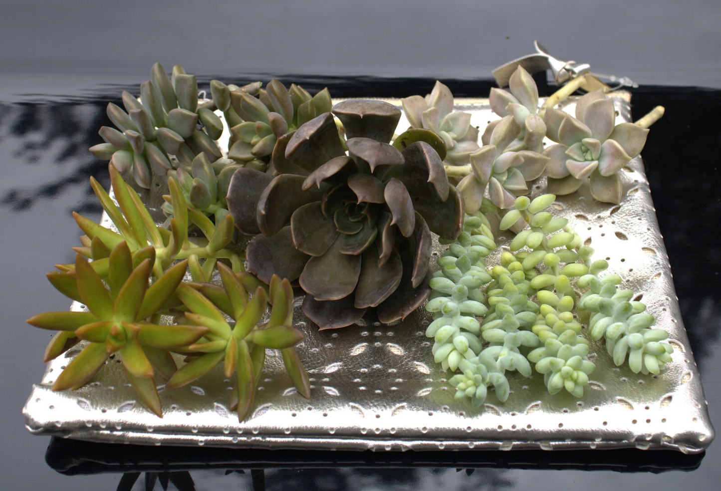 Succulent Rosette Cuttings 20 Pack, Assorted Varieties, Unrooted Succulent Propagation Starter, Perennial Succulents, Indoor Outdoor