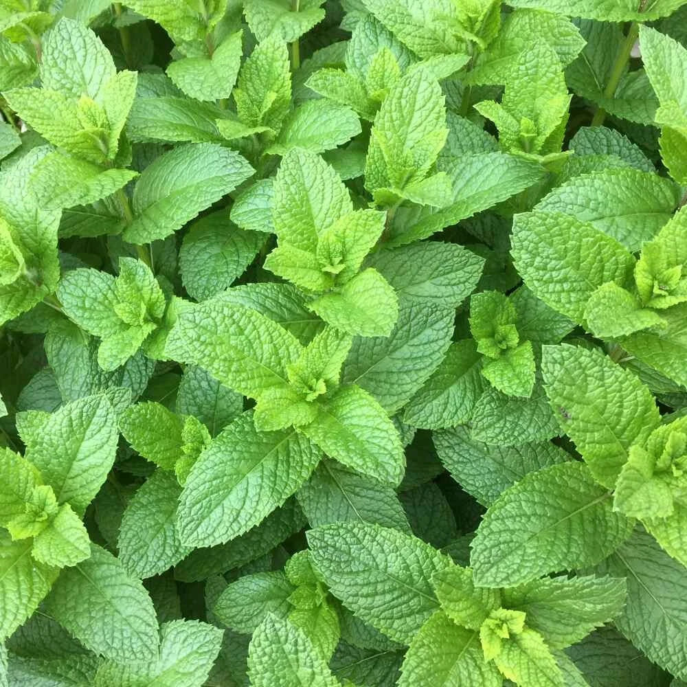 Organic Spearmint Plant Live Herb Starter – Mentha spicata, Culinary & Tea Mint, Fast-Growing Perennial Herb