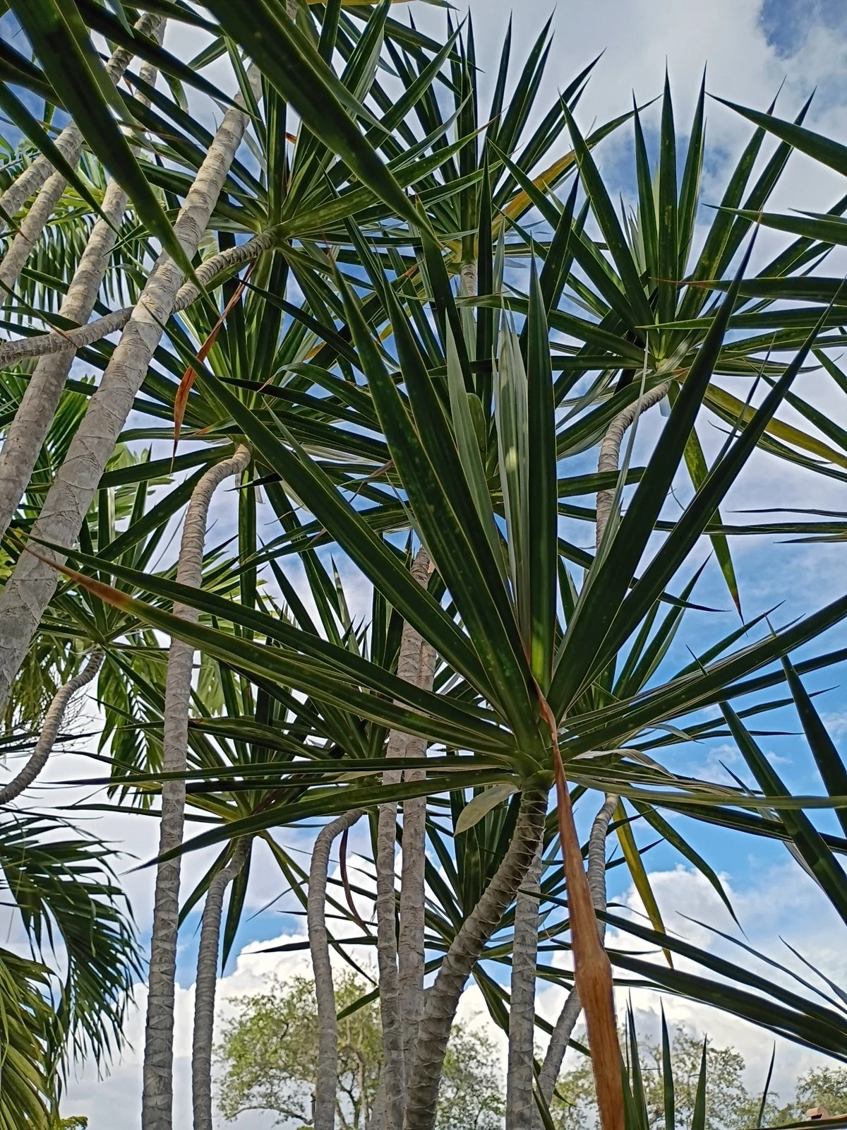 Live Rooted Dragon Tree Cutting - Dracaena marginata Indoor Foliage Plant for Home & Office