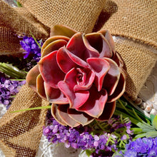Rainbow Succulent – Live Bare Root Plant – Colorful Rosette Succulent for Garden Décor, Wedding Favors, Gifts & Indoor Displays