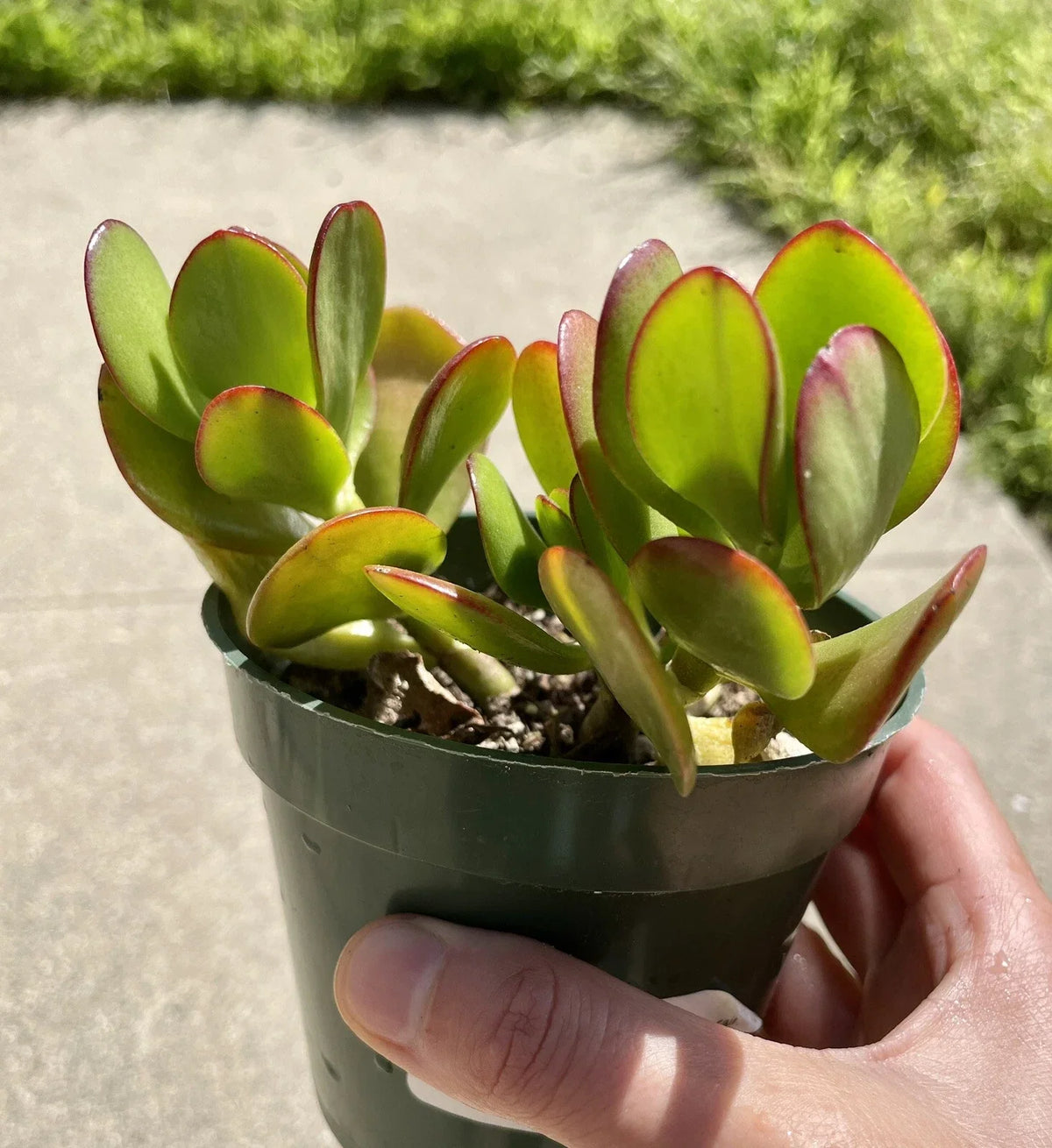 Live Succulent Plant Cutting - Jade Crosby Crassula ovata - 3.5" Indoor Outdoor Drought-Tolerant Green Plant
