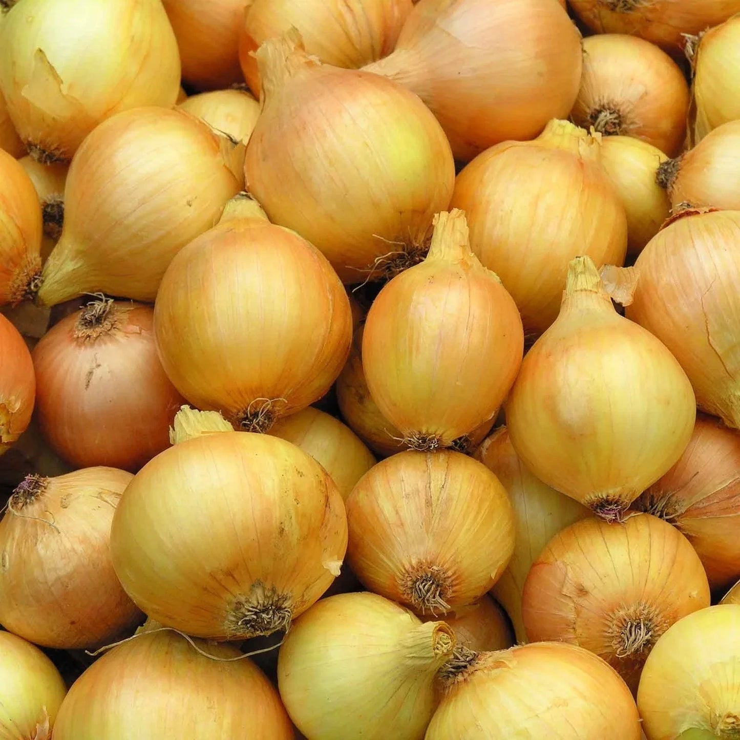 Yellow Sweet Onion Seeds - Heirloom Allium cepa Organic Non-GMO Gardening Seeds for Home Planting