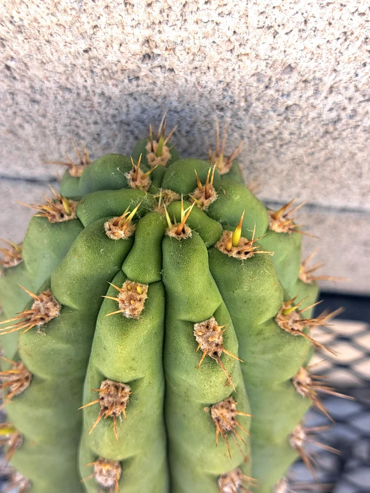 Cereus Cactus Cutting 8.5" - Unique Succulent Propagation - Indoor & Outdoor Plant - Cereus spp.