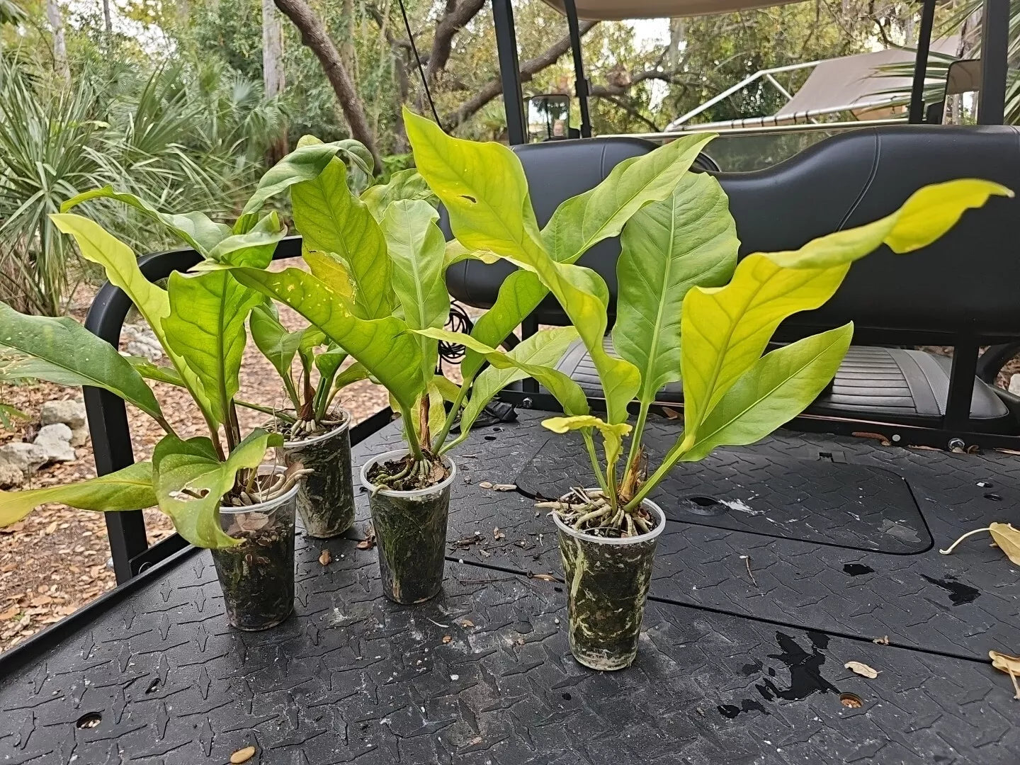 Large Anthurium Hookeri Plant, 4-Year-Old Birds Nest Anthurium, Tropical Indoor/Outdoor Foliage, Anthurium hookeri