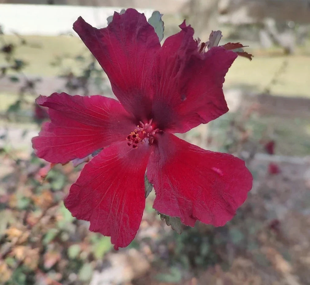 Cranberry Hibiscus Live Plant 4" Pot | Hibiscus acetosella | Tropical False Roselle | Fast Growing Indoor & Garden Plant