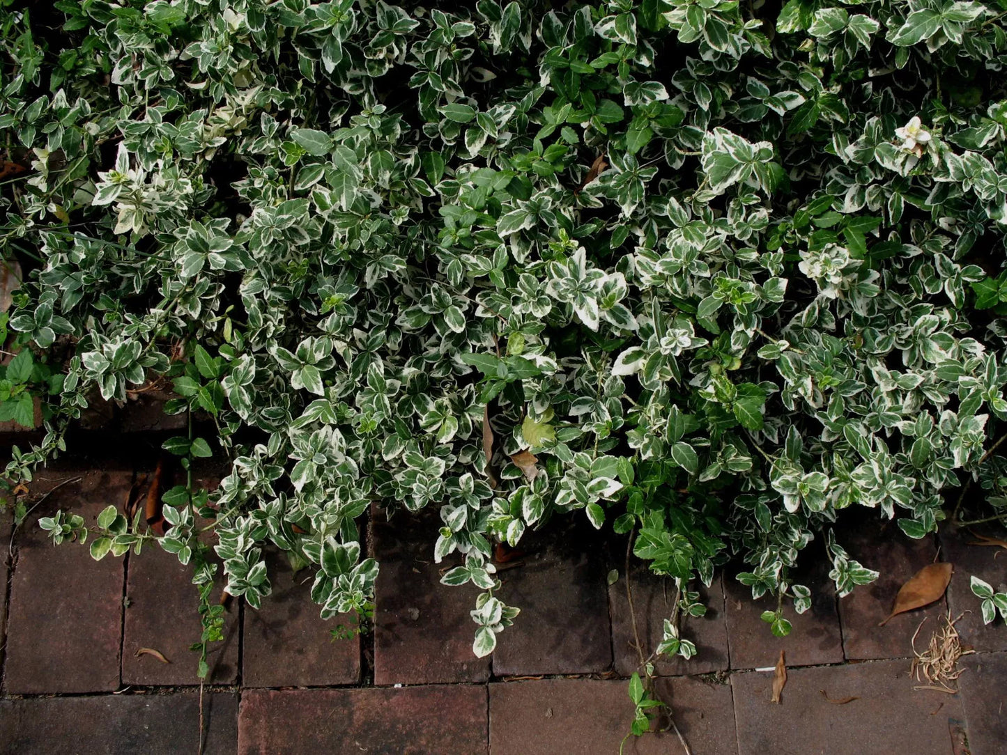 Variegated Wintercreeper Euonymus Fortunei 'Variegatus' - 6 Starter Plants Evergreen Ground Cover Vine