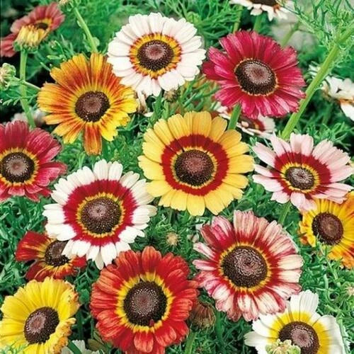 Painted Daisy Seeds - Heirloom Non-GMO Flower Seeds - Vibrant Multi-Color Blooms - Bellis perennis