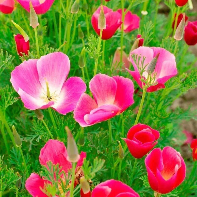 Poppy Flower Seeds Carmine King - 50 Seeds Papaver rhoeas