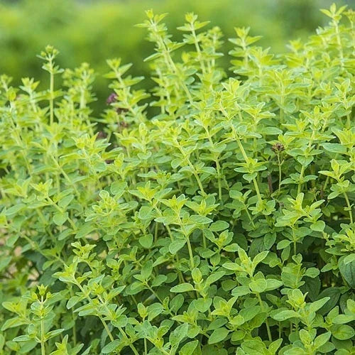 Oregano Herb Seeds - 10 Fresh Origanum vulgare Seeds for Planting - Free USA Shipping