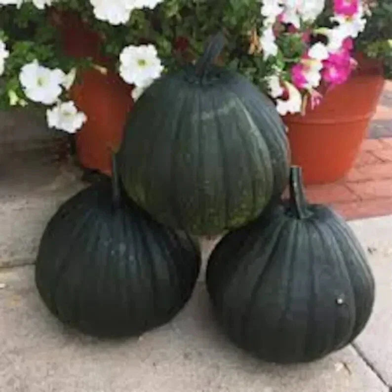Dark Night Pumpkin Seeds - Organic Cucurbita pepo, 10 Non-GMO Seeds for Gardening, Decorative & Culinary Use