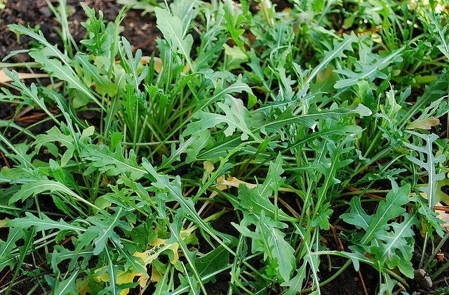 Wild Arugula Seeds - Over 400 Non-GMO Brassica rapa subsp. sylvestris Herb Seeds for Gardens, Containers, and Salads