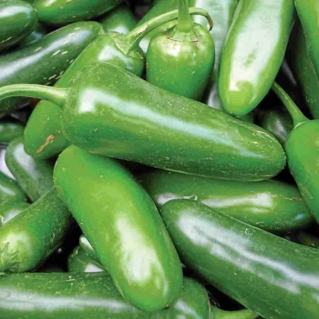 Jalapeno Pepper Seeds – Non-GMO, Spicy Vegetable Seeds, Capsicum annuum, 50+ Seeds for Home Garden & Container Planting