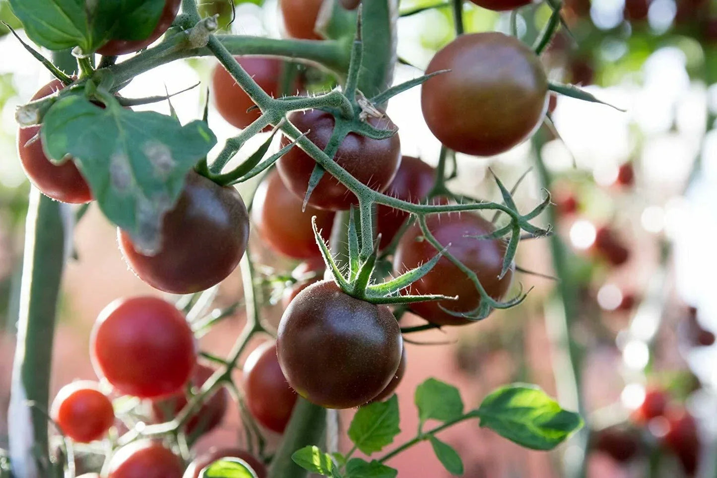 Black Prince Tomato Seeds - Non-GMO, Heirloom, Low Acid, Solanum lycopersicum, Garden & Container Growing