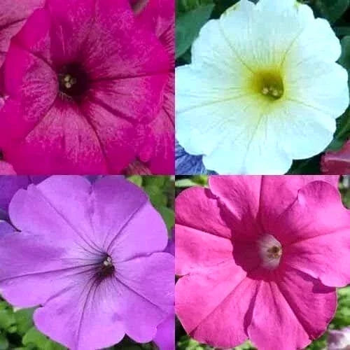 Petunia Seeds - Hummingbird Mix - Non-GMO - 200+ Seeds for Butterflies & Hummingbirds - Container Gardening - Petunia x hybrida