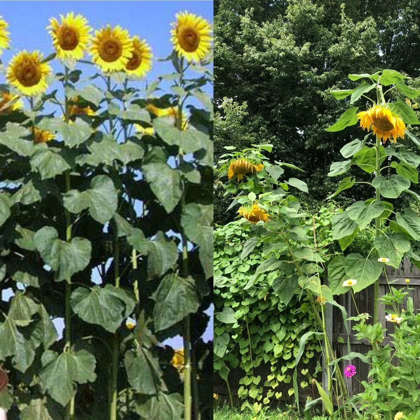 Mammoth Black Russian Sunflower Seeds - 26+ Organic Helianthus annuus, Easy to Grow Annual Wildflower
