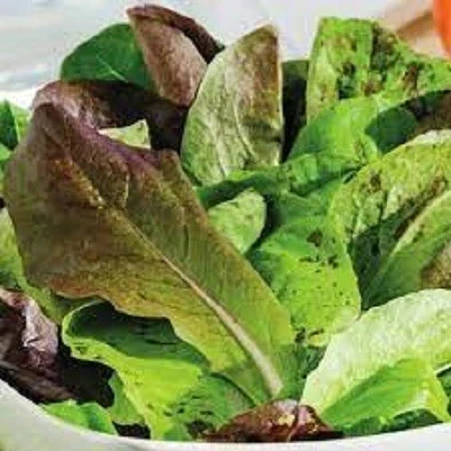 Organic Heirloom Romaine Lettuce Seeds – Trio Pack of Classic, Red & Butterhead Varieties – Non-GMO, Organic Salad Greens for Home Gardening