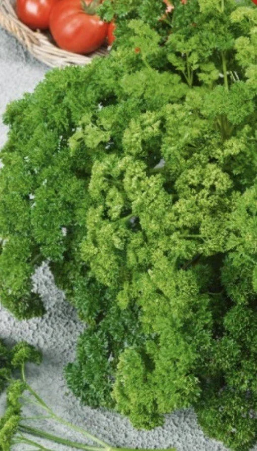 Forest Green Parsley Seeds Heirloom NON-GMO 500 Seeds Petroselinum crispum