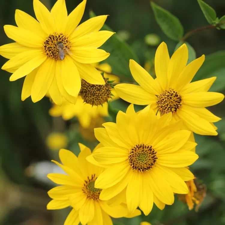 Lemon Queen Sunflower Seeds - Pack of 25+ Annual Yellow Blooms - Helianthus annuus Garden Flower Seeds