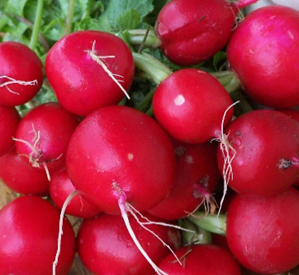 Champion Radish Seeds 200+ Count, Cool Weather Non-GMO Vegetable Seeds, Raphanus sativus for Garden, Raised Beds & Containers