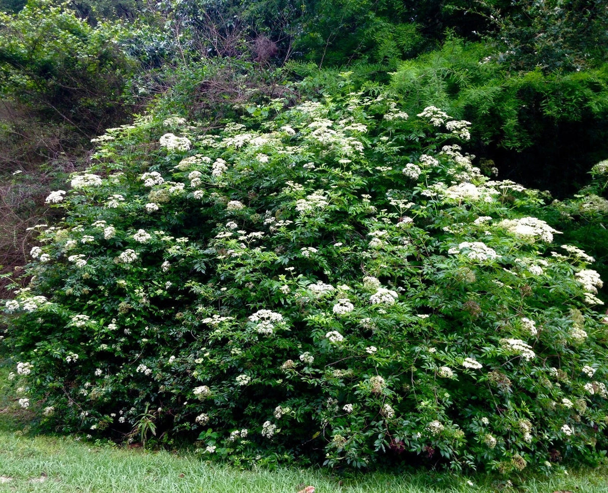 Elderberry Cuttings Set of 10 Unrooted 6-12 Inches Sambucus nigra Organic Deciduous Shrubs for Gardening