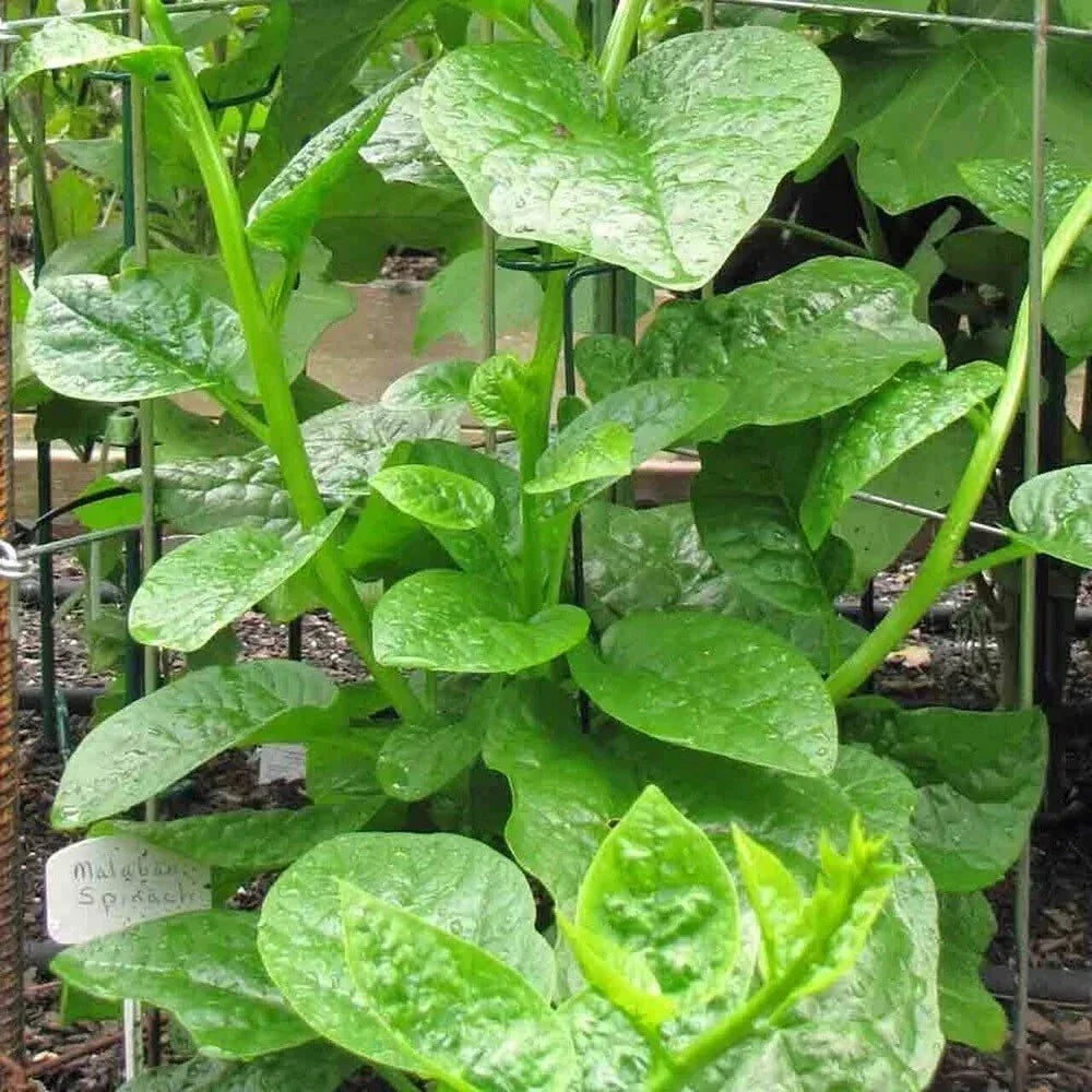 Malabar Spinach Seeds - 15-100 Count Alugbati Mồng Tơi Nutritional Superfood Basella alba