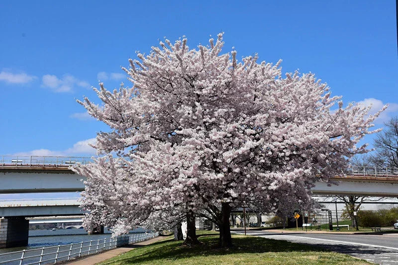 Akebono Flowering Cherry Tree Live Starter Plant 6+ Inches Prunus x yedoensis Soft Pink Flowers