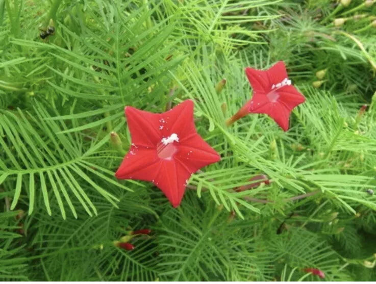 Red Velvet Cypress Vine Seeds - Ipomoea Quamoclit Climbing Flower Seeds for Hummingbird Attraction, 50 Pack