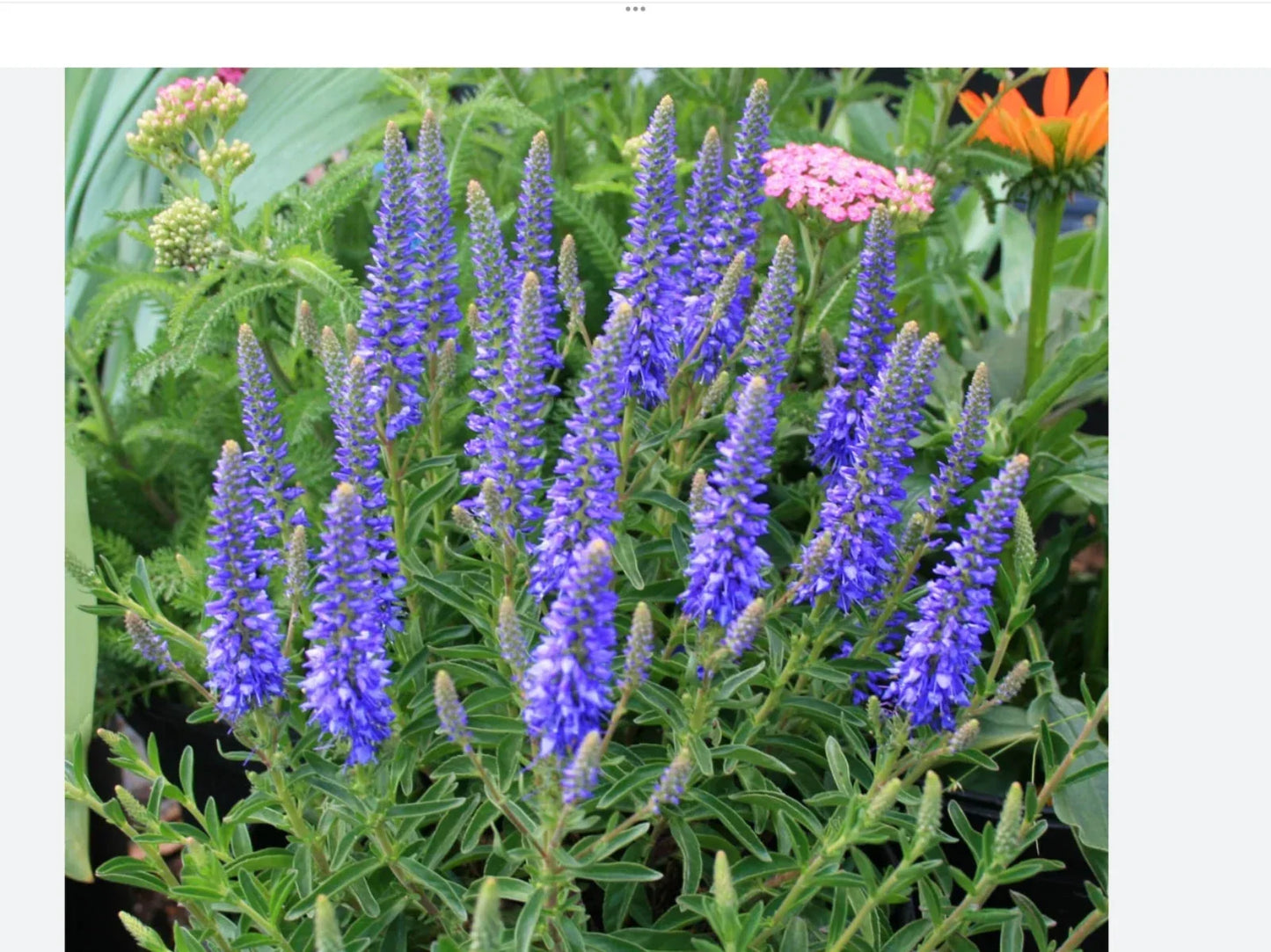 Blue Veronica Seeds 50 Count - Veronica spicata Perennial Flower Seeds for Garden, Blue Blooming Plants