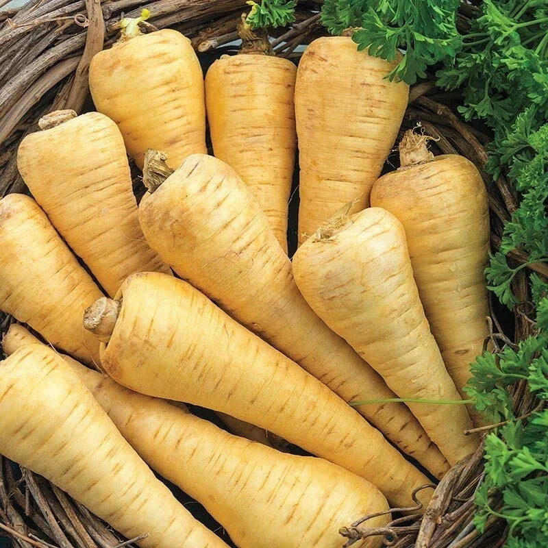 Parsnip Seeds 200+ Non-GMO Pastinaca sativa Vegetable Garden Seeds for Home Growing