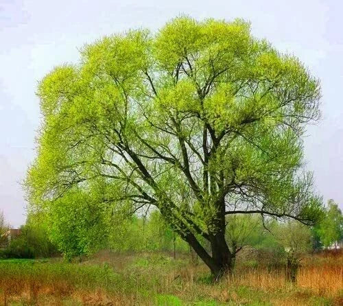 Black Willow Tree Cuttings - 24 Pack - Salix nigra Shade and Privacy Trees