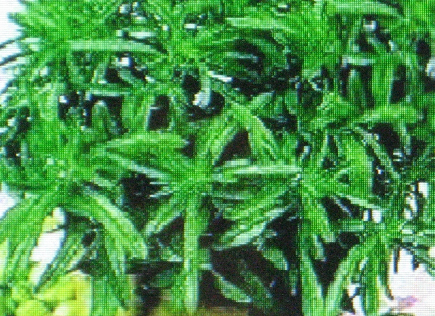 Savory Herb Seeds - 100 Pack - Satureja hortensis - Culinary & Medicinal Herb